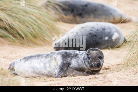 Graurobbenjungen (Halichoerus grypus) in Sanddünen am Strand im Winter. Horsey Gap, Norfolk, Großbritannien Stockfoto