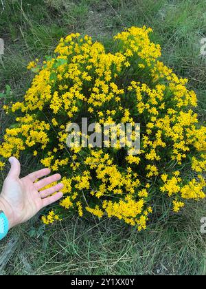 Damianita (Chrysactinia mexicana) Plantae Stockfoto