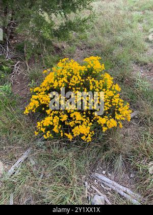 Damianita (Chrysactinia mexicana) Plantae Stockfoto