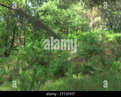 Sibirischer Erbsenstrauch (Caragana arborescens) Plantae Stockfoto