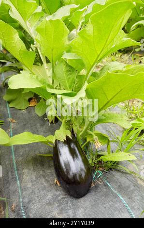 Gewächshausbau von ökologischen Auberginen, selektiver Fokus. Stockfoto