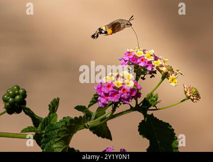 Kolibri Motte Menorca Stockfoto