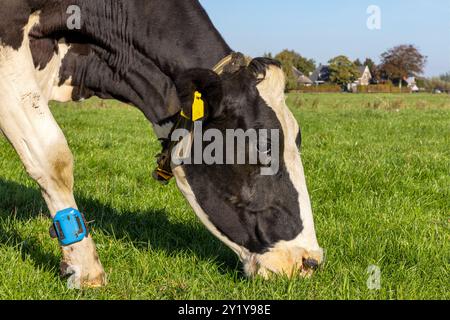 Weidet Kuhkopf, isst Grashalme, schwarz-weiß, auf grüner Weide und blauem Armband Stockfoto