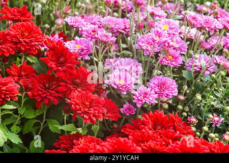 Feld von frischen hellen blühenden verschiedenen Farben Chrysanthemen Büsche im Herbstgarten draußen an sonnigen Tag, Blumenbeet. Blumenhintergrund für Begrüßung ca. Stockfoto