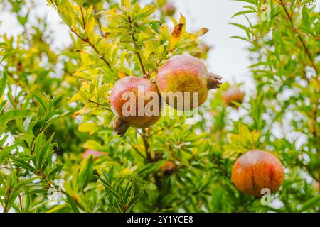 Granatäpfel auf einem Baum, Nahaufnahme im Garten Stockfoto