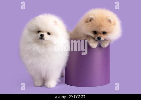 Zwei niedliche Creme- und Kitzhündchen auf einem lilafarbenen Hintergrund - einer sitzt in einer Geschenkbox, der zweite steht daneben. Stockfoto