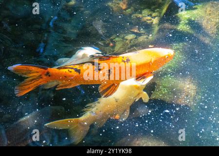 Diese Kois (Nishikigoi) gibt es im Aquarium des Loro Parque in Puerto de la Cruz auf Teneriffa zu bewundern. Stockfoto