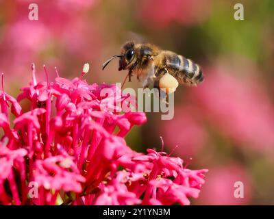 Makro einer Honigbiene (APIs) im Flug mit einem Pollenkorb am Bein über einer roten Baldrianblüte Stockfoto