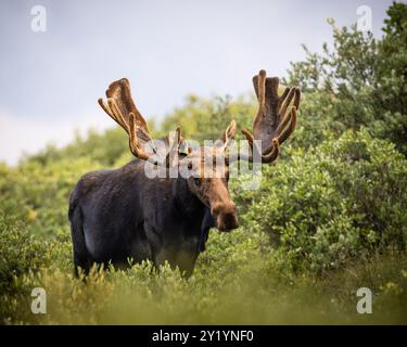 Großer Colorado Shiras Elch - Alces Alces - Spaziergänge in Weiden mit Samtgeweih Stockfoto