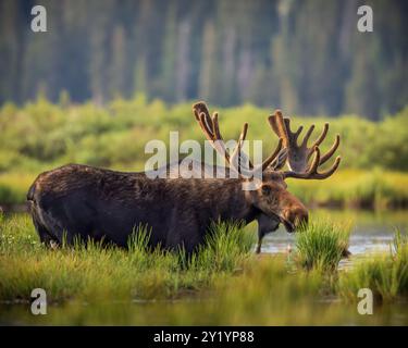 Bulle Shiras Moose - Alces Alces - steht am Ufer eines Hochgebirgstales, Colorado, USA Stockfoto