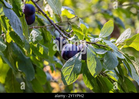 Damsons wachsen auf einem Baum in der Spätsommersonne, mit einer geringen Tiefe des Feldes Stockfoto