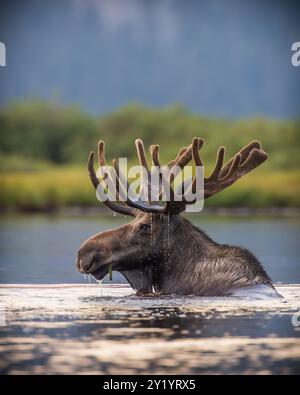 Bulle Shiras Moose - Alces Alces - auf der Suche im Hochtal-Teich in der Abenddämmerung Colorado, USA Stockfoto