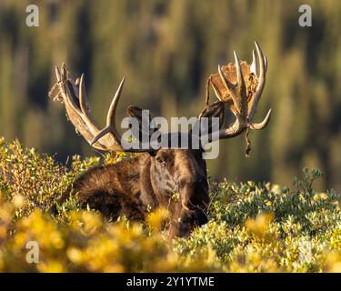 Bulle Shiras Moose – Alces Alces – steht über Weiden, deren Blätter sich in Herbstfarben ändern, sodass die Augen in Colorado, USA, auftauchen Stockfoto