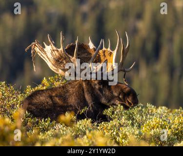 Bulle Shiras Moose – Alces Alces – steht über Weiden, deren Blätter sich in Herbstfarben färben, Colorado, USA Stockfoto