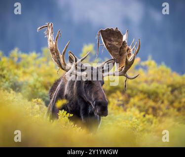 Bulle Shiras Moose - Alces Alces - steht im Herbst wechselnde Weiden mit Samtsträngen, die an den Geweihen hängen, Colorado, USA Stockfoto