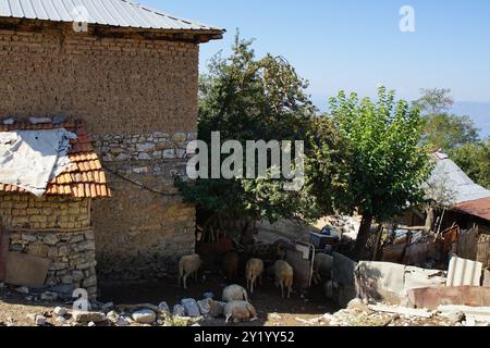 Schafzucht im Dorf Gorno Konjsko im Nationalpark Galicica bei Ohrid in Nordmazedonien Stockfoto