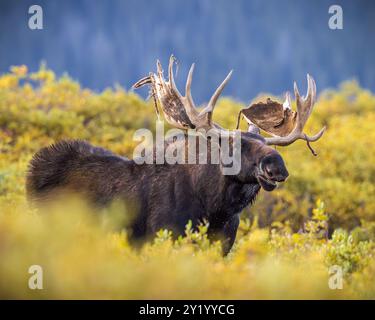 Bulle Shiras Moose - Alces Alces - steht breit im Herbst wechselnde Weiden in einem Hochgebirgstal Colorado, USA Stockfoto