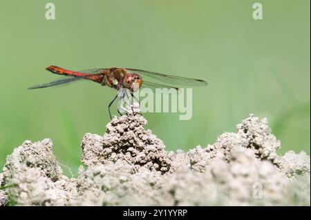 Dragonfly Sympetrum striolatum, auch bekannt als Dart, auf dem Boden. Isoliert auf hellem, verschwommenem Hintergrund. Sommer. Tschechische republik Natur. Stockfoto