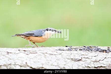 Gewöhnlicher Vogel Sitta europaea alias eurasischer Nackthaar mit dem Samen im Schnabel. Sehr Nahaufnahme des Porträts. Isoliert auf unscharfem Hintergrund. Stockfoto