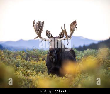 Bulle Shiras Moose - Alces Alces - Spaziergänge in Herbstweiden in einem Hochgebirgstal Colorado, USA Stockfoto