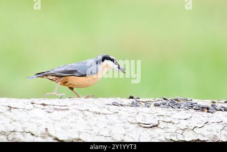 Gewöhnlicher Vogel Sitta europaea alias eurasischer Nackthaar mit dem Samen im Schnabel. Sehr Nahaufnahme des Porträts. Isoliert auf unscharfem Hintergrund. Stockfoto