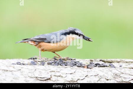 Gewöhnlicher Vogel Sitta europaea alias eurasischer Nackthaar mit dem Samen im Schnabel. Sehr Nahaufnahme des Porträts. Isoliert auf unscharfem Hintergrund. Stockfoto
