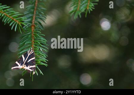 Euplagia quadripunctaria alias Jersey Tigermotte. Nachtfalter. Die Natur der Tschechischen republik. Stockfoto