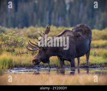 Bulle Shiras Moose - Alces Alces - steht am Ufer eines Hochgebirgstales, Colorado, USA Stockfoto