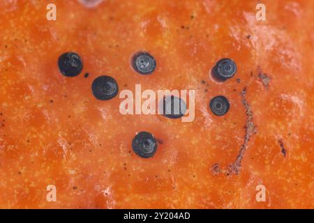 Chrysomphalus aonidum ägyptische Schwarzskala. Bekannt als Florida Red Scale, ist eine Spezies von Panzerschuppen aus der Familie der Diaspididae. Stockfoto