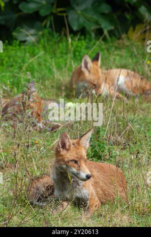 UK Weather, London, 8. September 2024: Eine Familie von sechs Füchsen chillt an einem sonnigen Sonntagnachmittag in einem Garten in Clapham. Ein dramatischer Gewittersturm in der Nacht wich einem sonnigen Tag, aber mit mehr Regenvorhersagen für die nächsten Tage. Quelle: Anna Watson/Alamy Live News Stockfoto