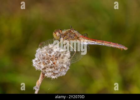 Sympetrum vulgatum Familie Libellulidae Gattung Sympetrum Vagrant Darter Libelle wilde Natur Insektentapete, Bild, Fotografie Stockfoto