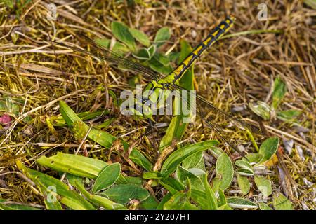 Ophiogomphus cecilia Familie Gomphidae Gattung Ophiogomphus Grüner Schlangenagel Grüner Gomphid Grüne KnüppelschwanzLibelle wilde Natur Insektentapete, Pictu Stockfoto