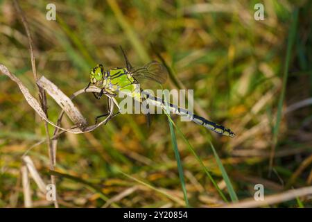 Ophiogomphus cecilia Familie Gomphidae Gattung Ophiogomphus Grüner Schlangenagel Grüner Gomphid Grüne KnüppelschwanzLibelle wilde Natur Insektentapete, Pictu Stockfoto