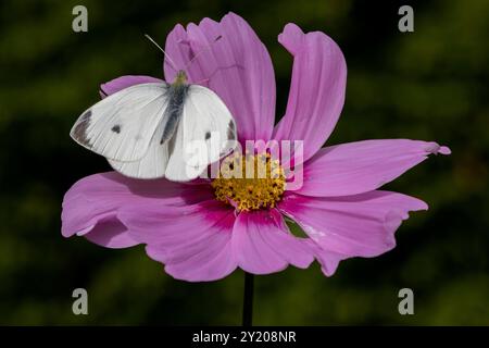 Weiblicher großer Weißkohl-Schmetterling Pieris brassicae auf Pink Cosmos Daisy Stockfoto