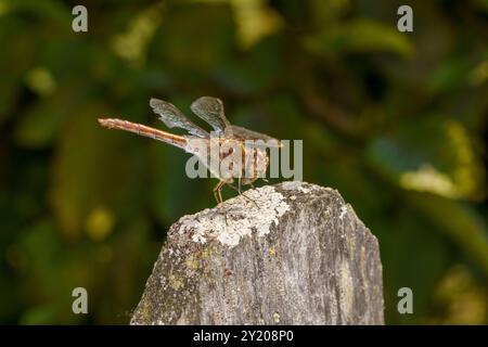 Sympetrum vulgatum Familie Libellulidae Gattung Sympetrum Vagrant Darter Libelle wilde Natur Insektentapete, Bild, Fotografie Stockfoto