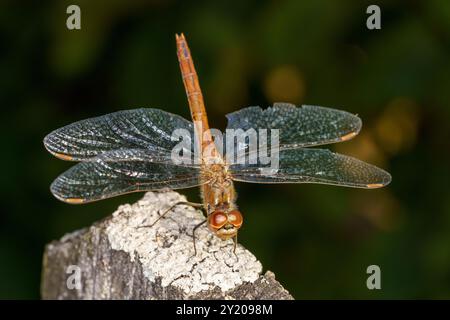 Sympetrum vulgatum Familie Libellulidae Gattung Sympetrum Vagrant Darter Libelle wilde Natur Insektentapete, Bild, Fotografie Stockfoto