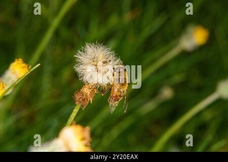 Eristalis tenax Familie Syrphidae Gattung Eristalis gewöhnliche Drohnenfliege wilde Natur Insektentapete, Bild, Fotografie Stockfoto