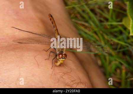 Sympetrum sanguineum Familie Libellulidae Gattung Sympetrum Ruddy Darter Libelle wilde Natur Insektentapete, Bild, Fotografie Stockfoto