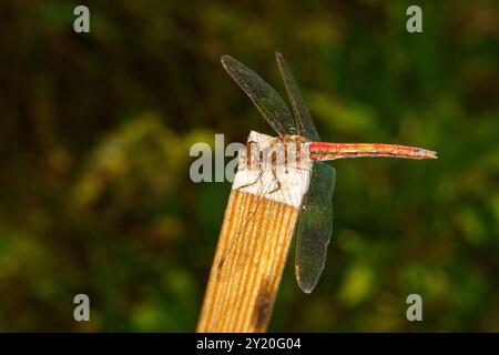 Sympetrum vulgatum Familie Libellulidae Gattung Sympetrum Vagrant Darter Libelle wilde Natur Insektentapete, Bild, Fotografie Stockfoto