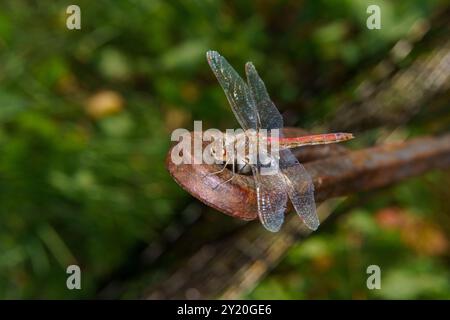 Sympetrum vulgatum Familie Libellulidae Gattung Sympetrum Vagrant Darter Libelle wilde Natur Insektentapete, Bild, Fotografie Stockfoto