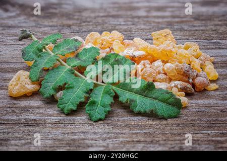 Weihrauch (Boswellia sacra), Burseraceae. Harz. Laubbaum, Pflanze von ethnischem Interesse, Stockfoto