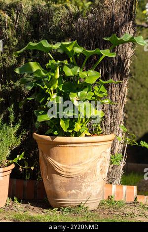 Eine üppig grüne Pflanze, die in einem großen Keramiktopf in einem Garten wächst, granada andalucia spanien, Stockfoto