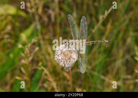 Sympetrum danae Familie Libellulidae Gattung Sympetrum Black Dart Black Meadowhawk Libelle wilde Natur Insektentapete, Bild, Fotografie Stockfoto