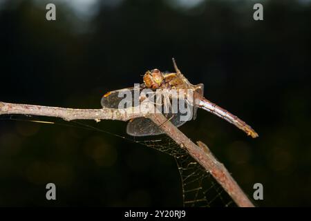 Sympetrum vulgatum Familie Libellulidae Gattung Sympetrum Vagrant Darter Libelle wilde Natur Insektentapete, Bild, Fotografie Stockfoto