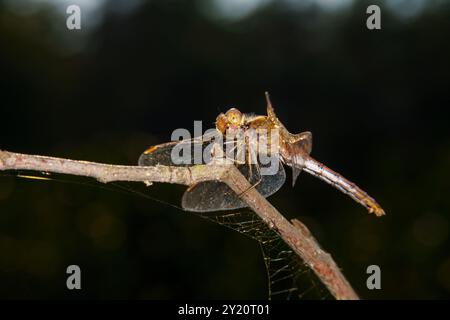 Sympetrum vulgatum Familie Libellulidae Gattung Sympetrum Vagrant Darter Libelle wilde Natur Insektentapete, Bild, Fotografie Stockfoto