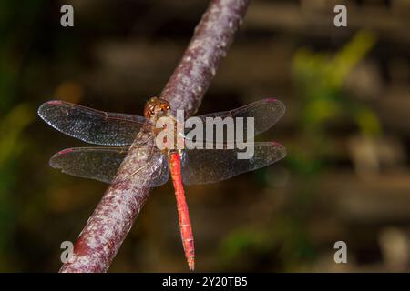 Sympetrum vulgatum Familie Libellulidae Gattung Sympetrum Vagrant Darter Libelle wilde Natur Insektentapete, Bild, Fotografie Stockfoto