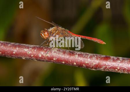 Sympetrum vulgatum Familie Libellulidae Gattung Sympetrum Vagrant Darter Libelle wilde Natur Insektentapete, Bild, Fotografie Stockfoto