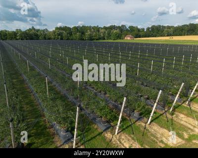 Moderner Blueberry Orchard mit Anti-Hagel-Netzen, Bewässerung und modernen Anbausystemen in Containern. Drohnenperspektive aus der Luft Stockfoto