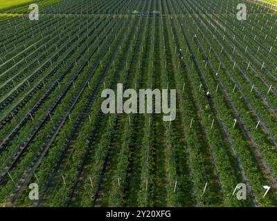 Moderner Blueberry Orchard mit Anti-Hagel-Netzen, Bewässerung und modernen Anbausystemen in Containern. Drohnenperspektive aus der Luft Stockfoto