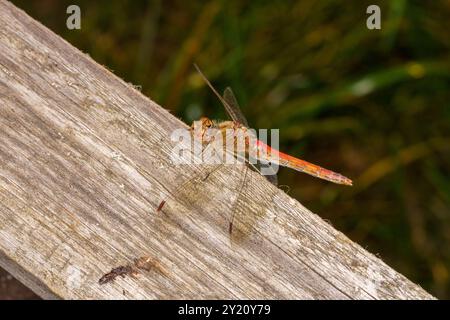 Sympetrum vulgatum Familie Libellulidae Gattung Sympetrum Vagrant Darter Libelle wilde Natur Insektentapete, Bild, Fotografie Stockfoto